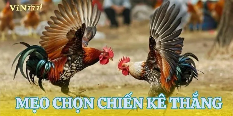 3 bí quyết để chọn chiến kê chuẩn