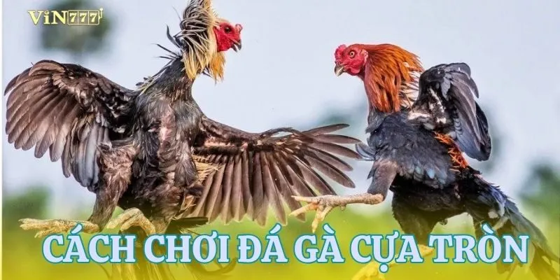 Giới thiệu đá gà cựa tròn