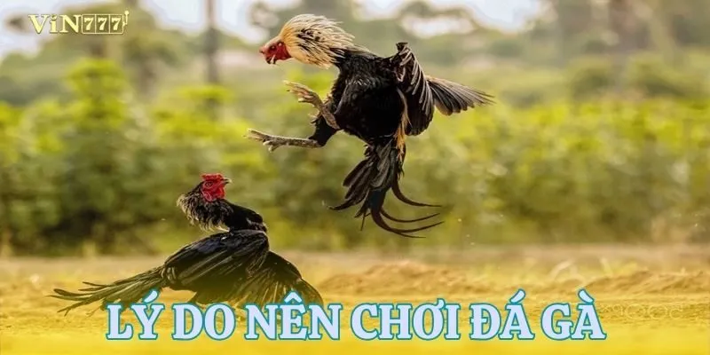 Lý do nên tham gia cá cược tại đá gà VIN777